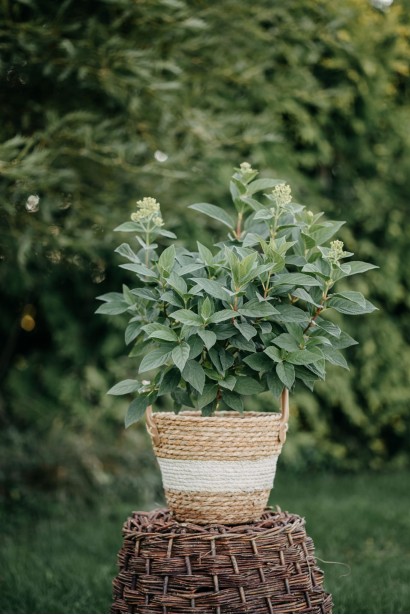 Hydrangea paniculata ‘Living Little Passion’